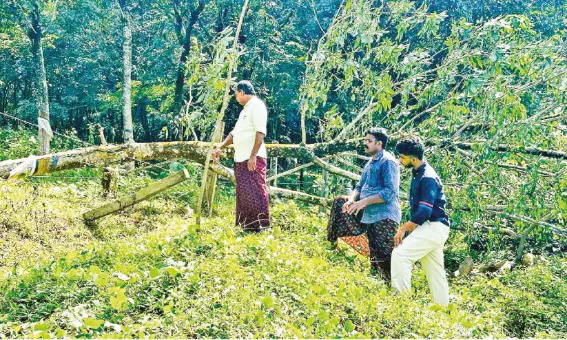 ഉണ്ണിക്കുളത്ത് കാട്ടാന വിളയാട്ടം ഉണ്ണിക്കുളത്ത് കാട്ടാന വിളയാട്ടം