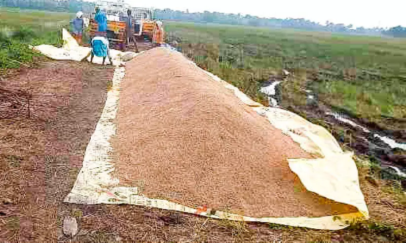 കൂലിത്തർക്കം: വെച്ചൂരിൽ നെല്ല്​ സംഭരണം നിലച്ചു