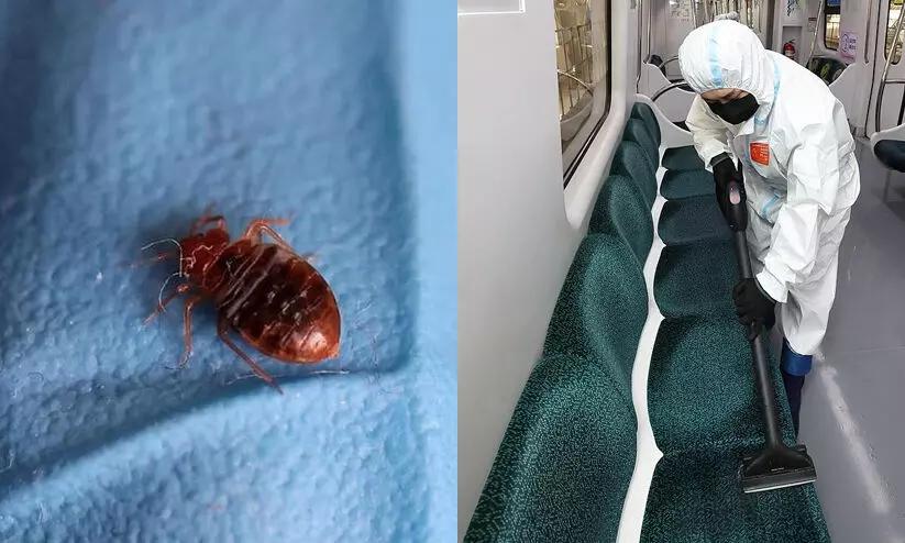 bedbug 0989