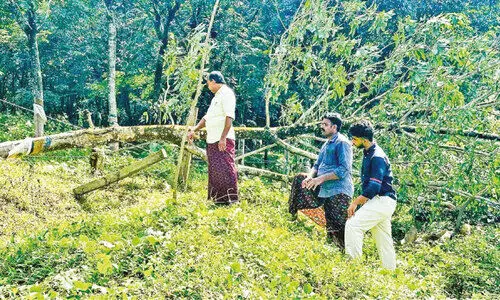 ഉണ്ണിക്കുളത്ത് കാട്ടാന വിളയാട്ടം ഉണ്ണിക്കുളത്ത് കാട്ടാന വിളയാട്ടം