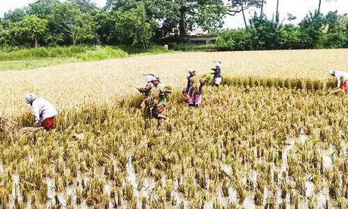 യ​ന്ത്രം എ​ത്തി​യി​ല്ല; മ​ഴ​യി​ൽ ന​ശി​ക്കാ​റാ​യ നെല്ല് കൊ​യ്ത് നാ​ട്ടു​കാ​ർ