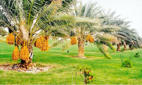 ഈത്തപ്പഴം സുലഭമാക്കാൻ പുതുപദ്ധതികൾ ഈത്തപ്പഴം സുലഭമാക്കാൻ പുതുപദ്ധതികൾ