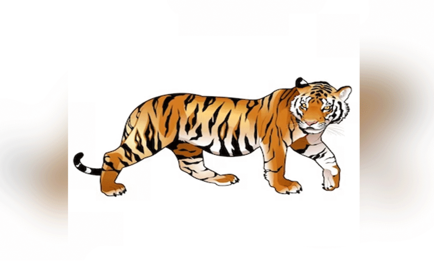 പുലി...കരിമ്പുലി..ജനം ഭീതിയിൽ; വനംവകുപ്പ് ഉറക്കത്തിൽ