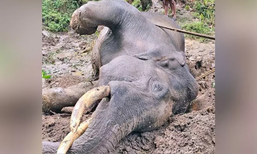 wild elephant wild elephant