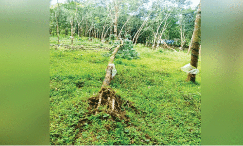 നെ​ല്ലി​ക്കു​ത്തി​ൽ കാ​ട്ട​ാന​ക്കൂ​ട്ടം കൃ​ഷി ന​ശി​പ്പി​ച്ചു