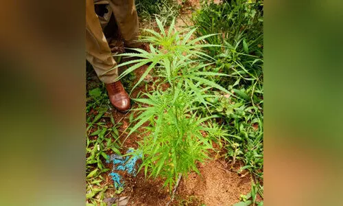 cannabis plant cannabis plant
