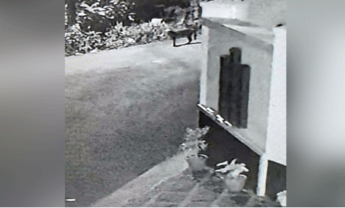 മുക്കന്നൂരിൽ വീട്ടുമുറ്റത്ത്​ പുലി