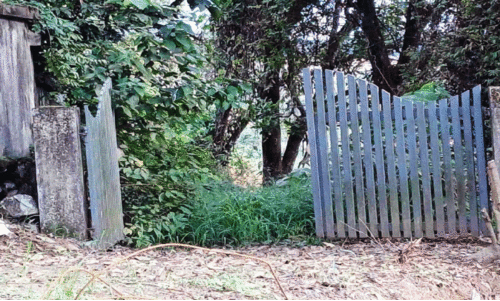 ലക്ഷങ്ങൾ മുടക്കി നിർമിച്ച പൊതുശ്മശാനം കാടുകയറി