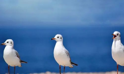 Migratory birds Hunt in oman