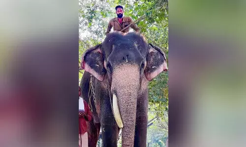 elephant attack elephant attack