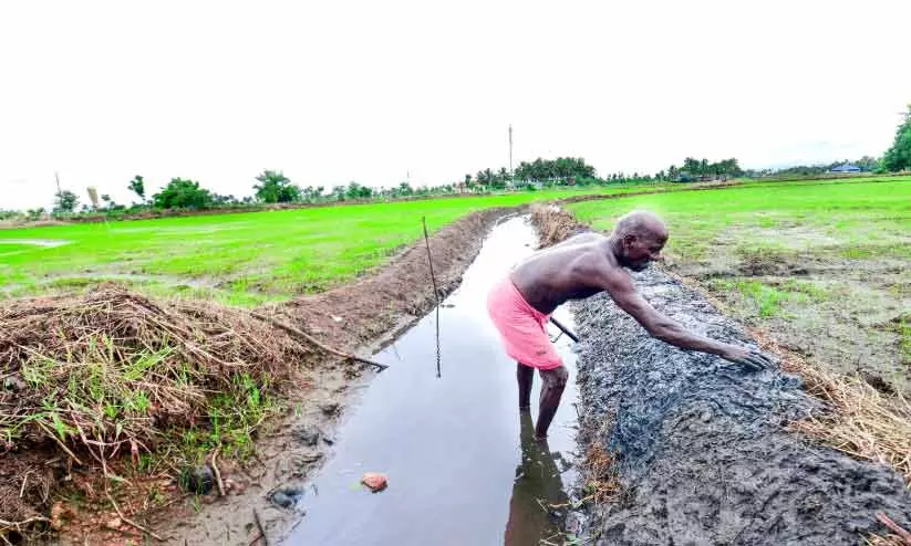 കു​​ട്ട​​നാ​ട്ടി​ൽ ഇ​നി കൃ​ഷി, തൊ​ഴി​ൽ  എ​ത്ര​നാ​ൾ?
