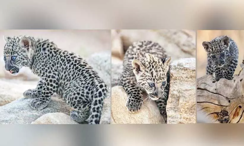 ത്വാ​ഇ​ഫി​ലെ അ​മീ​ർ സ​ഉൗ​ദ് അ​ൽ​ഫൈ​സ​ൽ വ​ന്യ​ജീ​വി ഗ​വേ​ഷ​ണ കേ​ന്ദ്ര​ത്തി​ൽ പി​റ​ന്ന അ​റേ​ബ്യ​ൻ പു​ള്ളി​പ്പു​ലി കു​ഞ്ഞു​ങ്ങ​ൾ