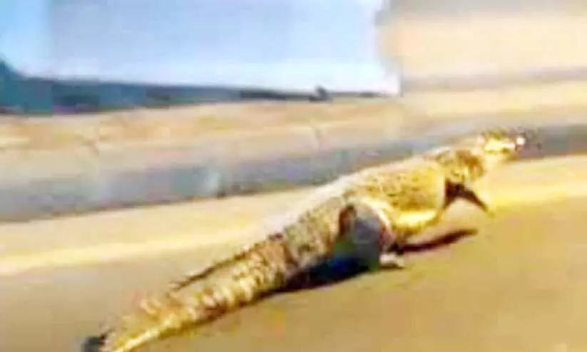 റോഡിലെത്തിയ മുതല റോഡിലെത്തിയ മുതല