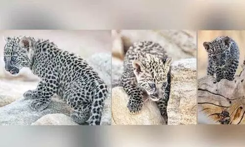 ത്വാ​ഇ​ഫി​ലെ അ​മീ​ർ സ​ഉൗ​ദ് അ​ൽ​ഫൈ​സ​ൽ വ​ന്യ​ജീ​വി ഗ​വേ​ഷ​ണ കേ​ന്ദ്ര​ത്തി​ൽ പി​റ​ന്ന അ​റേ​ബ്യ​ൻ പു​ള്ളി​പ്പു​ലി കു​ഞ്ഞു​ങ്ങ​ൾ