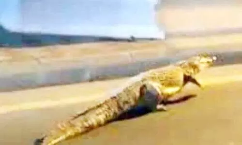 റോ​ഡി​ലെ​ത്തി​യ മു​ത​ല