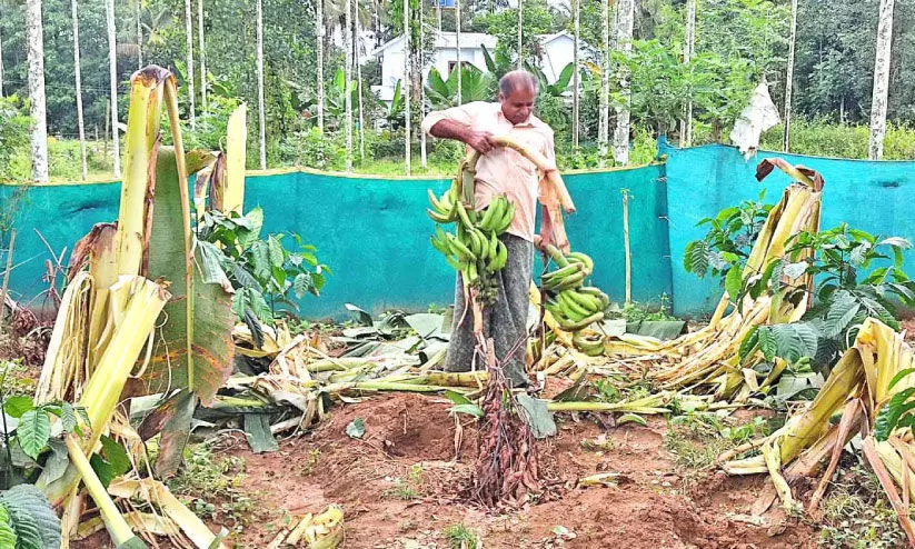 wild animal menace wild animal menace