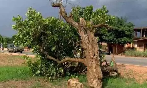 300 വർഷം പഴക്കമുള്ള രോഗശാന്തി ശക്തിയുണ്ടെന്ന് വിശ്വസിക്കുന്ന കോല മരം വെട്ടി; പ്രതിഷേധവുമായി ജനങ്ങൾ