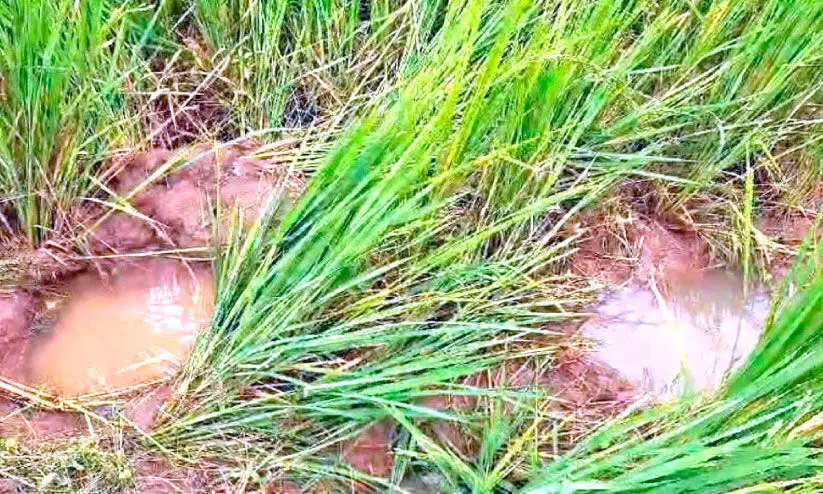 കാട്ടാനശല്യം രൂക്ഷം വ്യാപകമായി നെൽകൃഷി നശിപ്പിച്ചു കാട്ടാനശല്യം രൂക്ഷം വ്യാപകമായി നെൽകൃഷി നശിപ്പിച്ചു