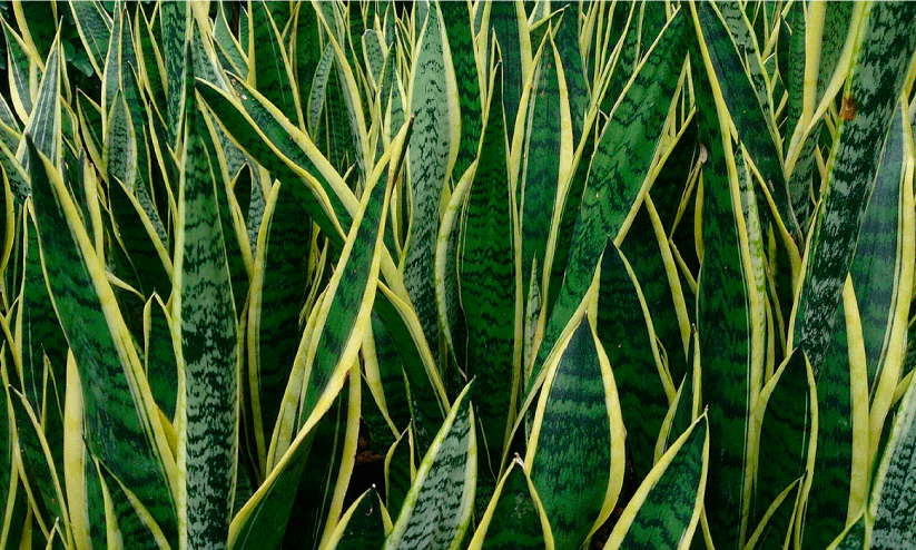 Snake plant
