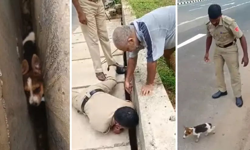 dog rescue Mahe dog rescue Mahe