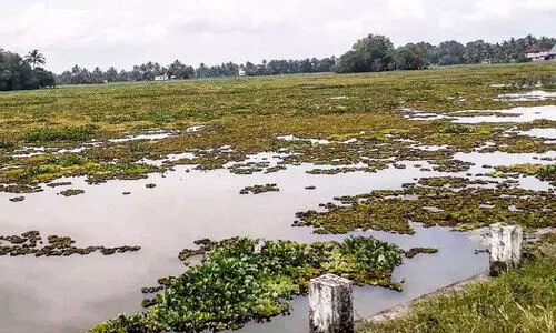 upper kuttanad