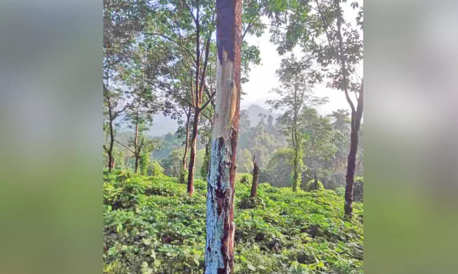 wild elephant menace