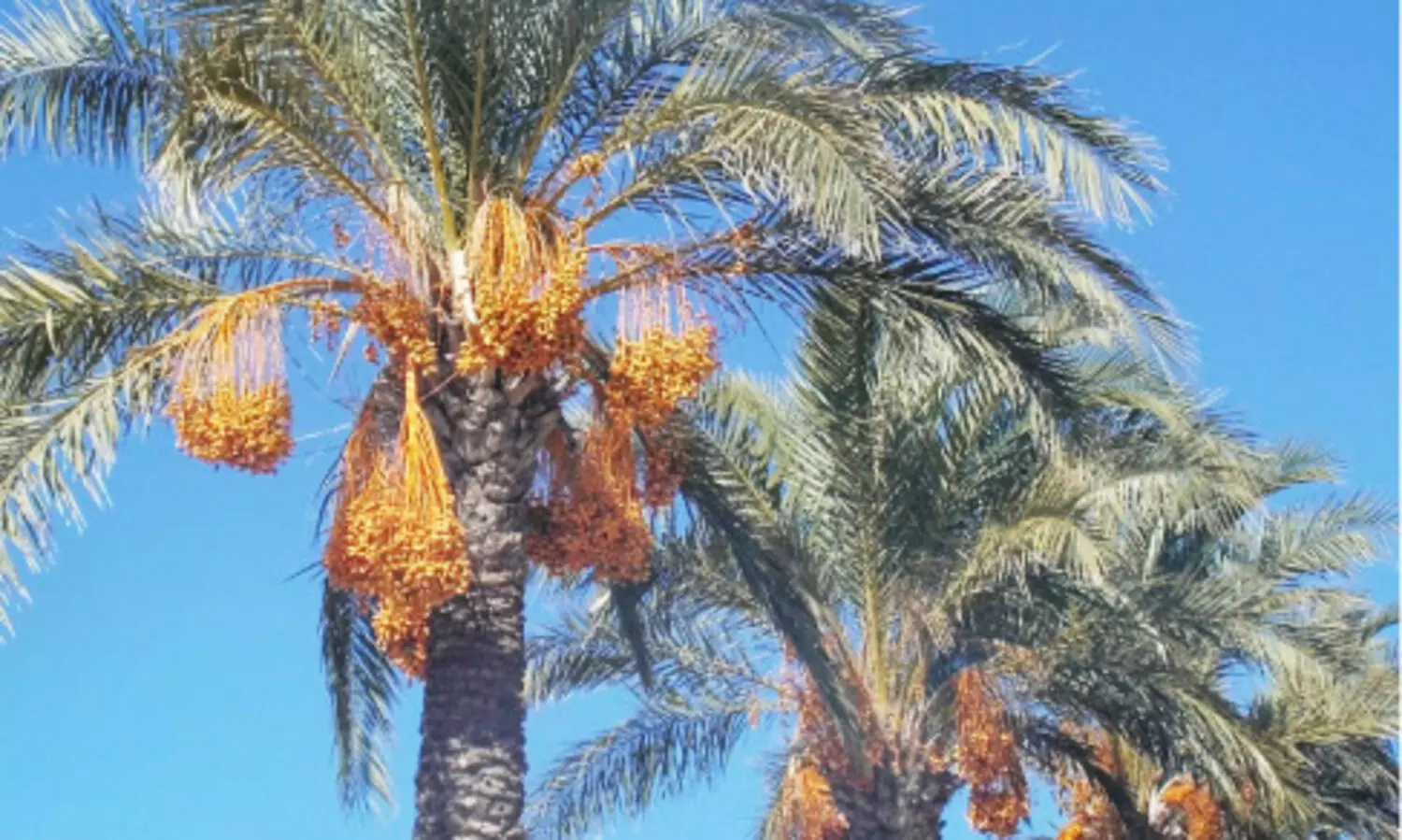 ഈ​ന്ത​പ്പ​ന അ​വ​ശി​ഷ്ട​ങ്ങ​ൾ ഇ​നി വ​ള​മു​ള്ള മ​ണ്ണാ​യി മാ​റും