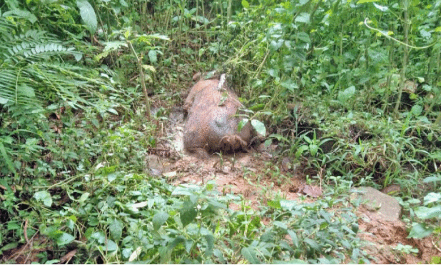 കാ​ട്ടു​പ​ന്നി​യു​ടെ ജ​ഡം