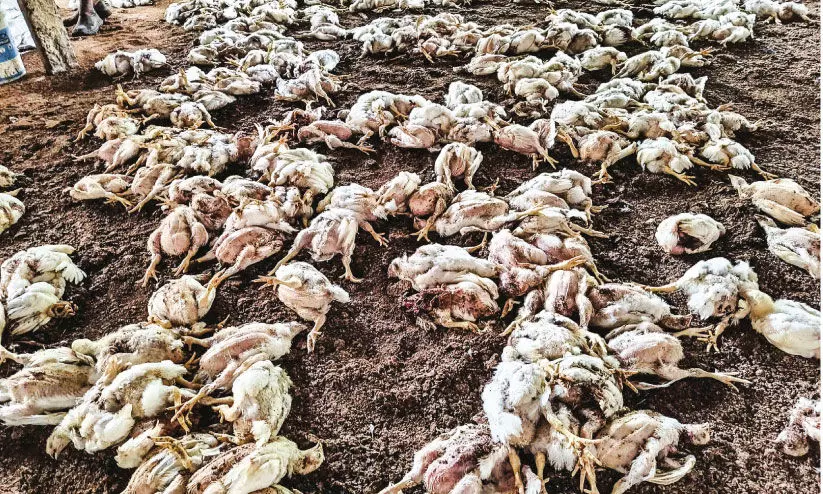 തെരുവുനായ്ക്കളുടെ ആക്രമണത്തിൽ 400 കോഴികൾ ചത്തു തെരുവുനായ്ക്കളുടെ ആക്രമണത്തിൽ 400 കോഴികൾ ചത്തു