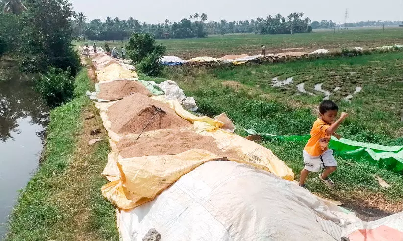 കൊയ്​ത്തുകഴിഞ്ഞിട്ട്​ രണ്ടാഴ്ച:  നെല്ല്​ സംഭരണം വഴിമുട്ടി​: കർഷകക്കണ്ണീർ