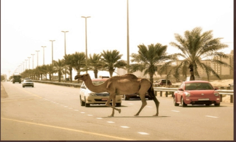 ഒ​ട്ട​ക​ങ്ങ​ളു​മാ​യി കൂ​ട്ടി​യി​ടി​ച്ച്​ അ​പ​ക​ടം; ക​ഴി​ഞ്ഞ വ​ർ​ഷം പൊ​ലി​ഞ്ഞ​ത്​ 17 ജീ​വ​നു​ക​ൾ