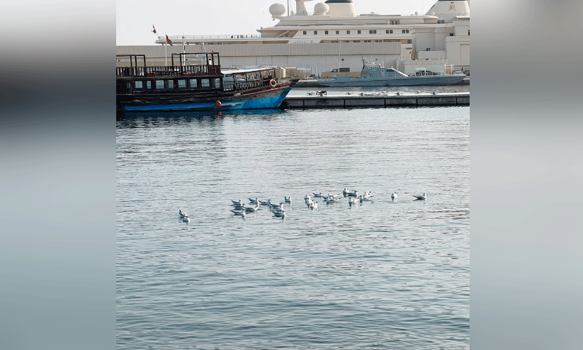 ശൈത്യകാലം തുടങ്ങി; മത്ര കോർണിഷിൽ ദേശാടനപക്ഷികള് വിരുന്നെത്തി ശൈത്യകാലം തുടങ്ങി; മത്ര കോർണിഷിൽ ദേശാടനപക്ഷികള് വിരുന്നെത്തി