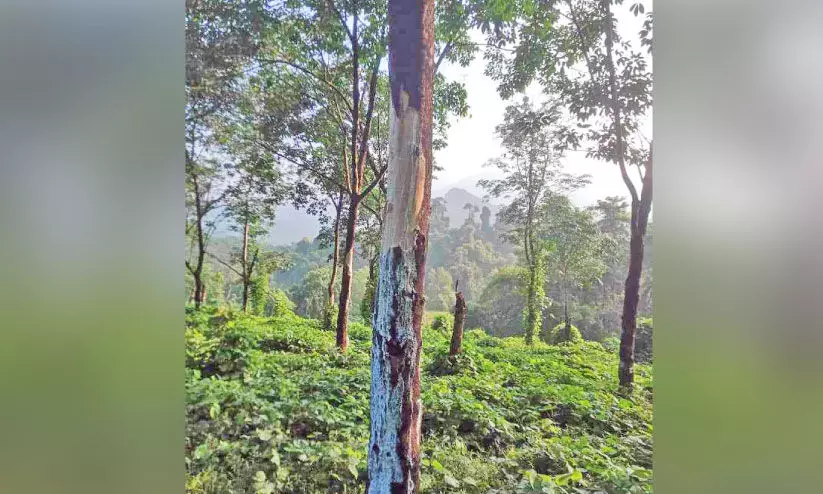 wild elephant menace