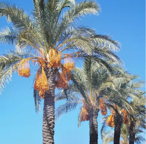 ഈന്തപ്പന അവശിഷ്ടങ്ങൾ ഇനി വളമുള്ള മണ്ണായി മാറും ഈന്തപ്പന അവശിഷ്ടങ്ങൾ ഇനി വളമുള്ള മണ്ണായി മാറും