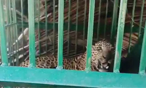 ഭീതിവിതച്ച പുലി കൂട്ടിൽ ഭീതിവിതച്ച പുലി കൂട്ടിൽ