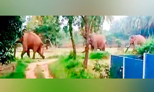 കാട്ടാനകൾ ഇടച്ചിറ ജങ്ഷന് സമീപമെത്തി കാട്ടാനകൾ ഇടച്ചിറ ജങ്ഷന് സമീപമെത്തി