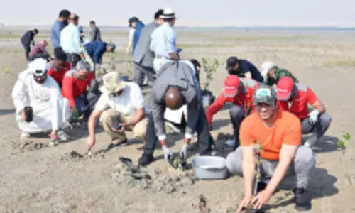 ജ​ഹ്‌​റ റി​സ​ർ​വ് തീ​ര​ത്ത് ക​ണ്ട​ൽ​തൈ​ക​ൾ ന​ട്ടു