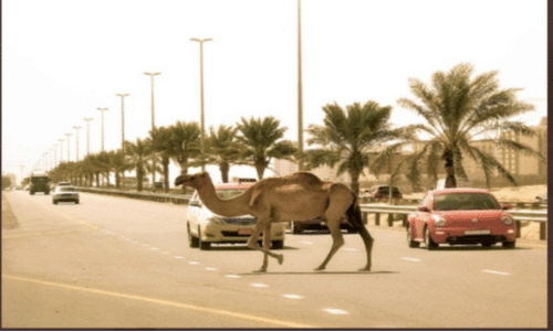 ഒ​ട്ട​ക​ങ്ങ​ളു​മാ​യി കൂ​ട്ടി​യി​ടി​ച്ച്​ അ​പ​ക​ടം; ക​ഴി​ഞ്ഞ വ​ർ​ഷം പൊ​ലി​ഞ്ഞ​ത്​ 17 ജീ​വ​നു​ക​ൾ