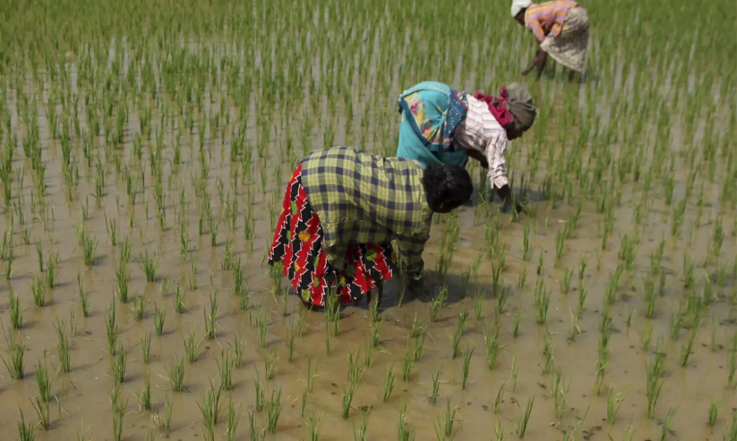 വിത മുതൽ വിൽപന വരെ: നെട്ടോട്ടമോടി നെൽകർഷകർ