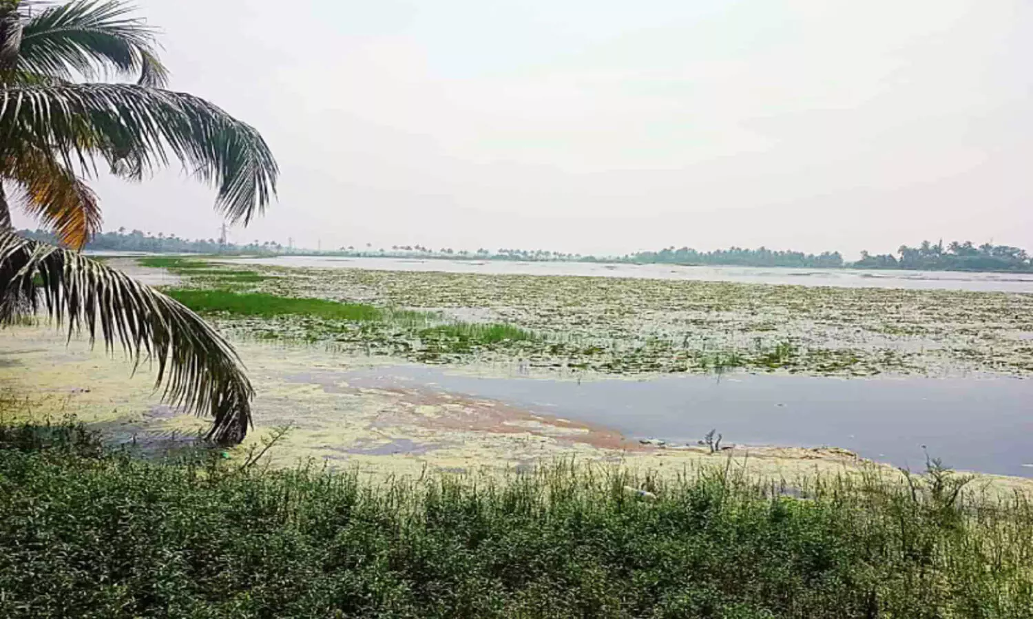 സർക്കാറിനും വേണ്ട പൊക്കാളി നെൽകൃഷി