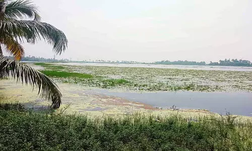 സർക്കാറിനും വേണ്ട പൊക്കാളി നെൽകൃഷി