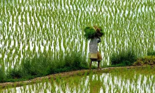 Punja Krishi In Alappuzha Punja Krishi In Alappuzha