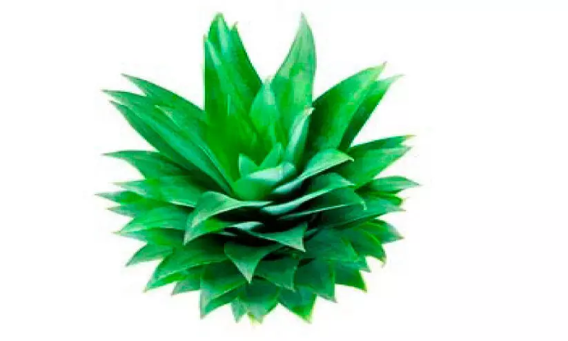 കൈതപ്പോളയും കിട്ടാക്കനിയാകുന്നു; ക്ഷീരകർഷകർക്ക്​ തിരിച്ചടി