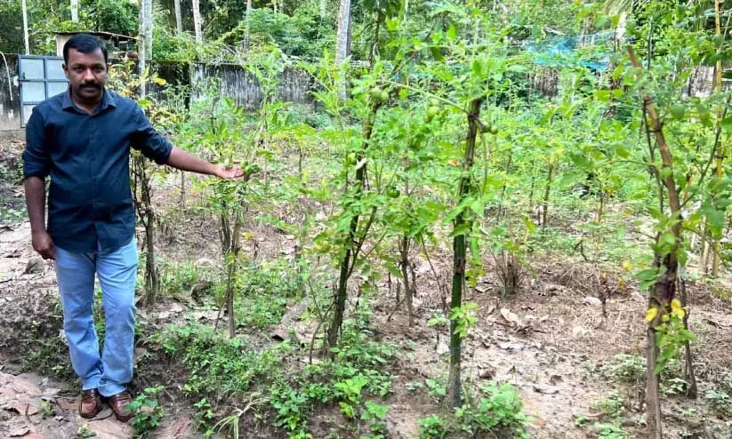 ത​സ്‌​ലിം വ​ലി​യ​വി​ള​യി​ൽ ത​ന്റെ ജൈ​വ​കൃ​ഷി​യി​ട​ത്തി​ൽ