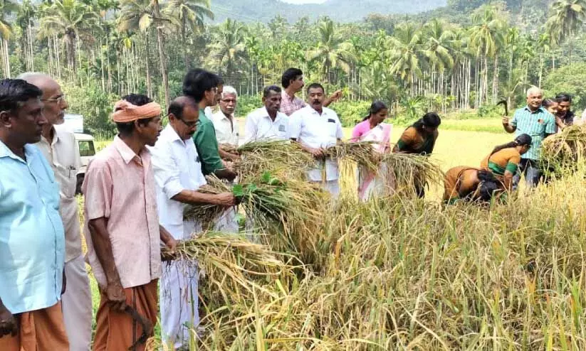 ബ​ളാ​ൽ ക്ഷേ​ത്ര​പാ​ട​ത്ത്‌  വി​ള​വെ​ടു​പ്പ് ന​ട​ത്തു​ന്നു