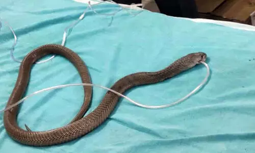 ഇന്നോവക്കുള്ളിൽ മൂർഖൻ; ഫിനോയിൽ തളിച്ചു, ഗുരുതരാവസ്ഥയിലായ പാമ്പിന് അടിയന്തര ചികിത്സ