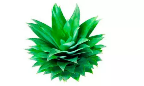 കൈതപ്പോളയും കിട്ടാക്കനിയാകുന്നു; ക്ഷീരകർഷകർക്ക്​ തിരിച്ചടി