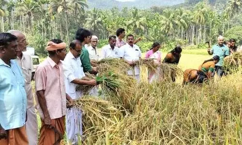 ബ​ളാ​ൽ ക്ഷേ​ത്ര​പാ​ട​ത്ത്‌  വി​ള​വെ​ടു​പ്പ് ന​ട​ത്തു​ന്നു