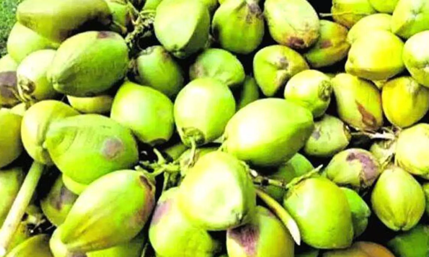 പച്ചതേങ്ങ സംഭരണം: സബ്‌സിഡി 12.5 കോടി അനുവദിച്ചു