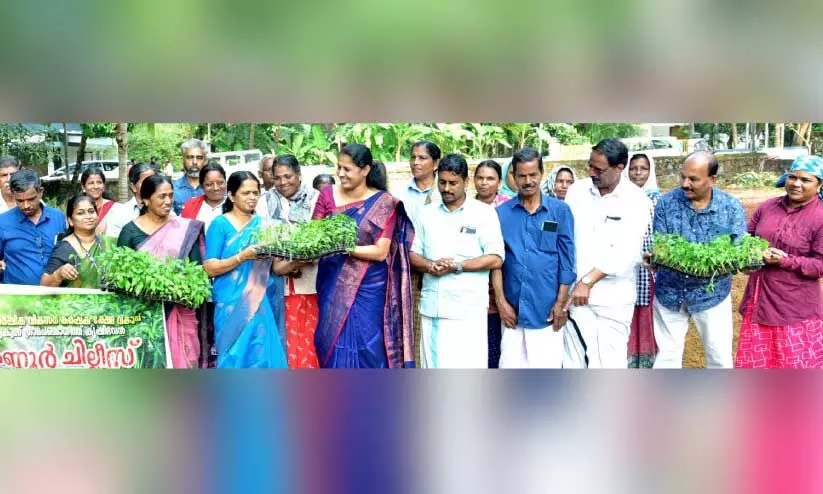കണ്ണൂർ ജില്ല പഞ്ചായത്ത് വാർഷിക പദ്ധതിയിൽ നടപ്പിലാക്കുന്ന കണ്ണൂർ ചില്ലീസിന്റെ ജില്ലതല നടീൽ ഉദ്ഘാടനം ചെറുകുന്ന് പള്ളിച്ചാലിൽ ജില്ല പഞ്ചായത്ത് പ്രസിഡന്റ് പി .പി. ദിവ്യ നിർവ്വഹിക്കുന്നു